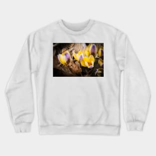 Spring Crocus 1 Crewneck Sweatshirt